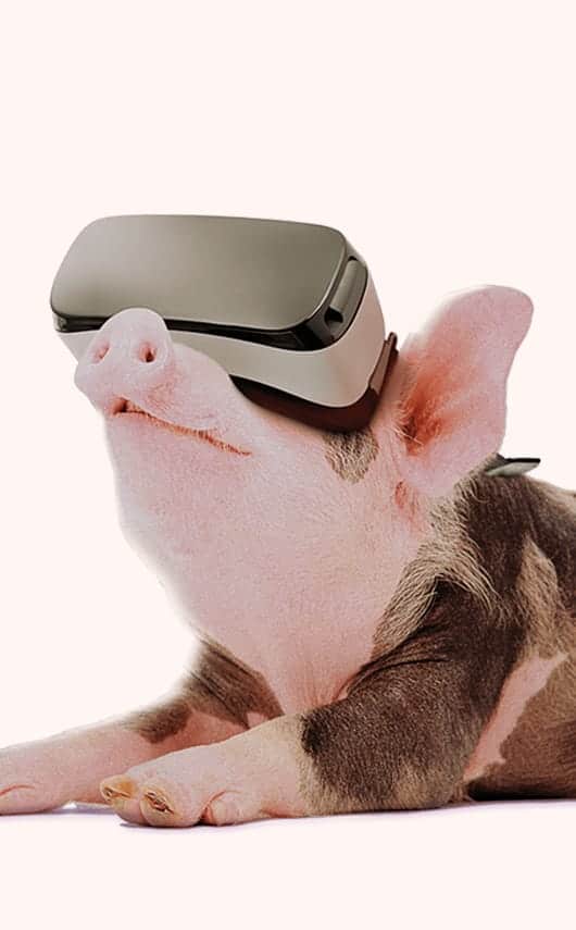 Diseño y desarrollo web para PigCHAMP Pro Europa.