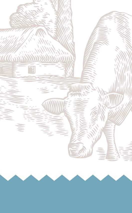 Diseño de logotipo y packaging para leche Cántaro.