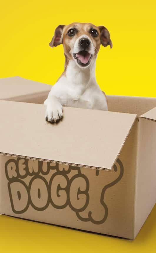 Creatividad, diseño y mix de medios de campaña solidaria para Fundación Amigos del Perro.